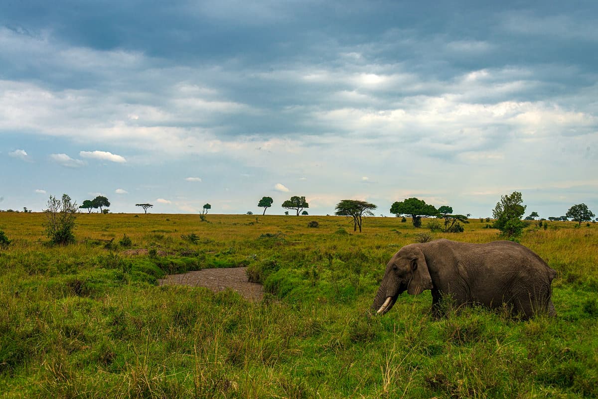 African elephant in Maasai Mara landscape, Kenya