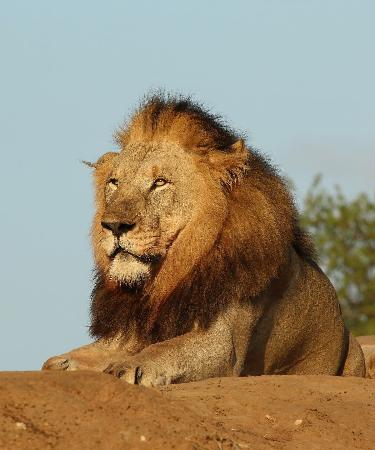 Male African lion (Panthera leo) in savanna habitat
