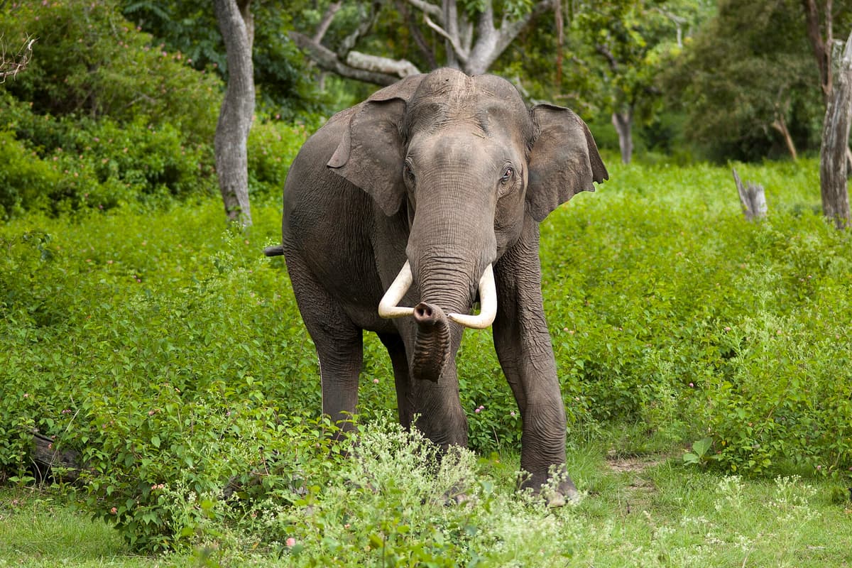 Asian elephant in Indian wildlife reserve