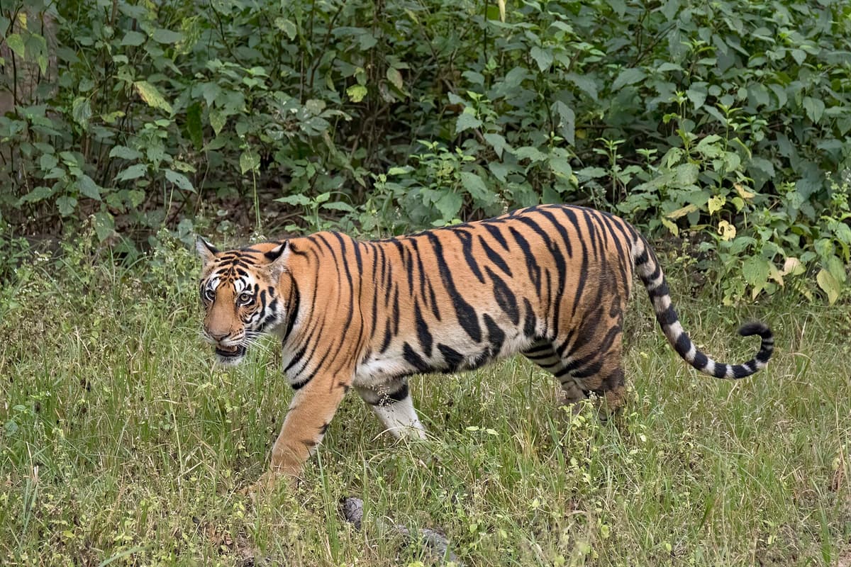 Bengal tiger in Indian forest habitat