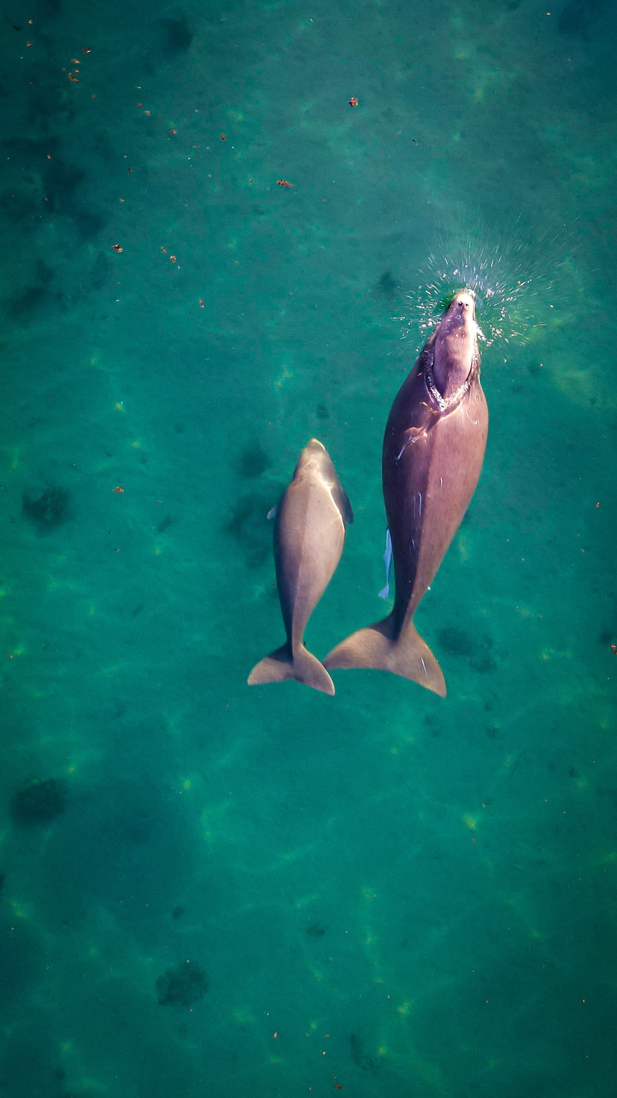 Dugong family in Australian coastal waters