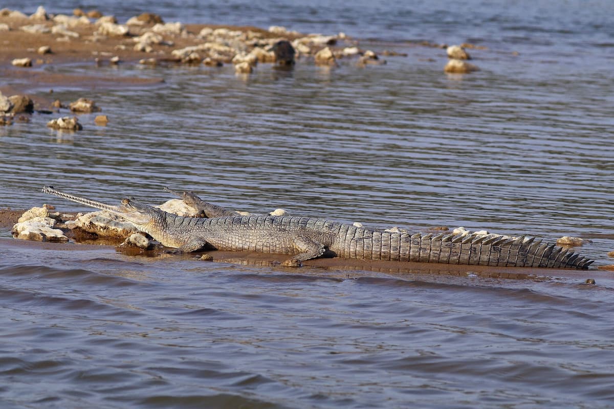Gharial crocodile on the Chambal River, Uttar Pradesh, India