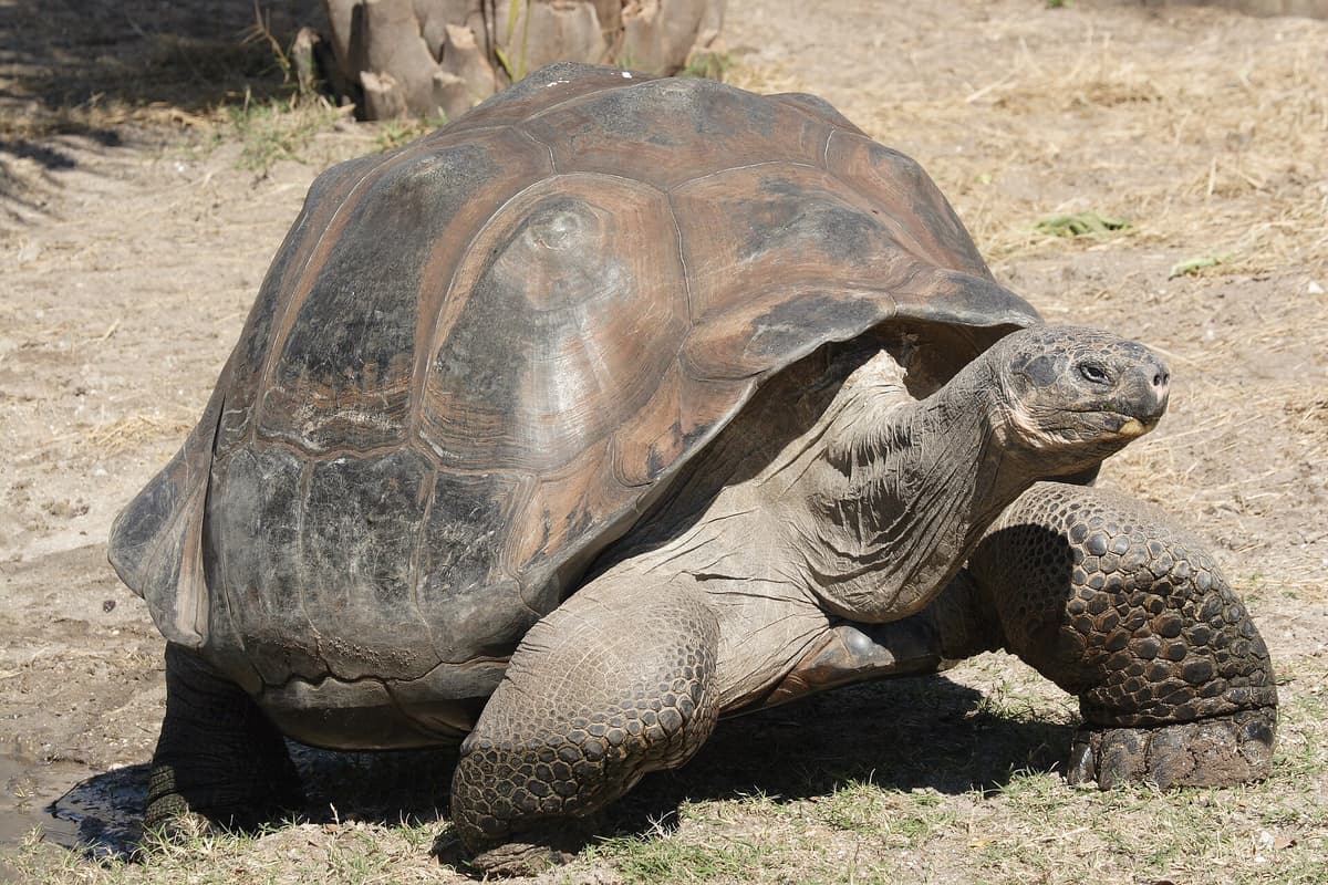 Galápagos giant tortoise (Chelonoidis niger) in natural habitat