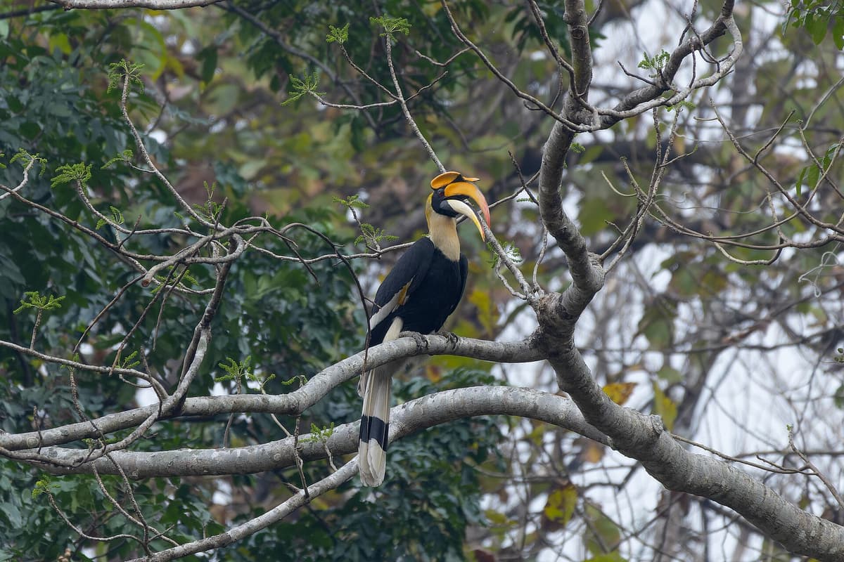 Great hornbill in Indian forest habitat