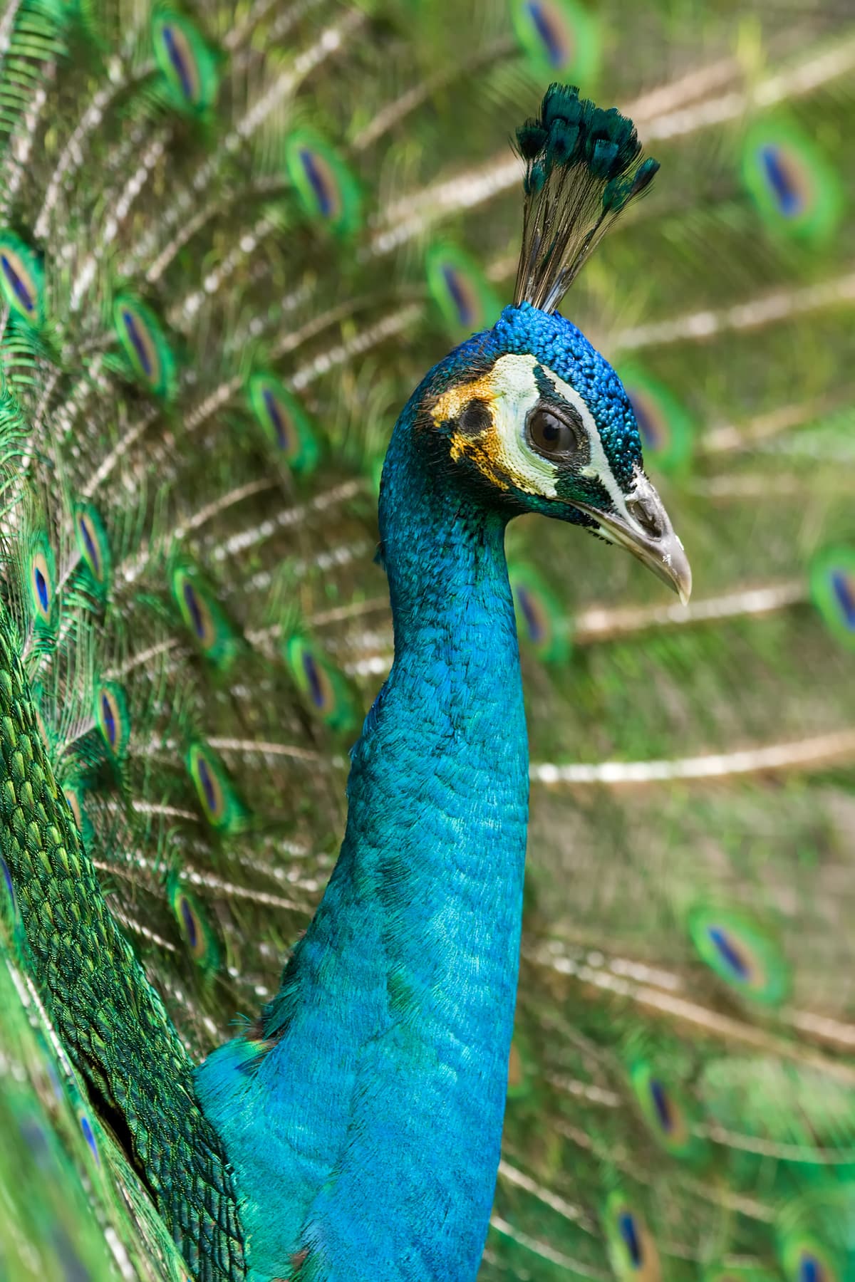 Indian peafowl (Pavo cristatus) displaying plumage