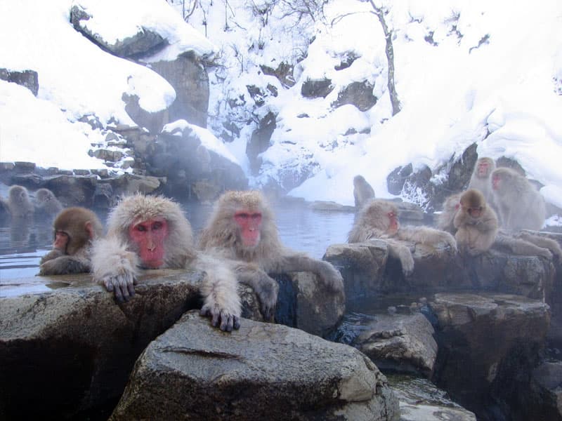 Japanese macaque bathing in hot spring, Nagano, Japan