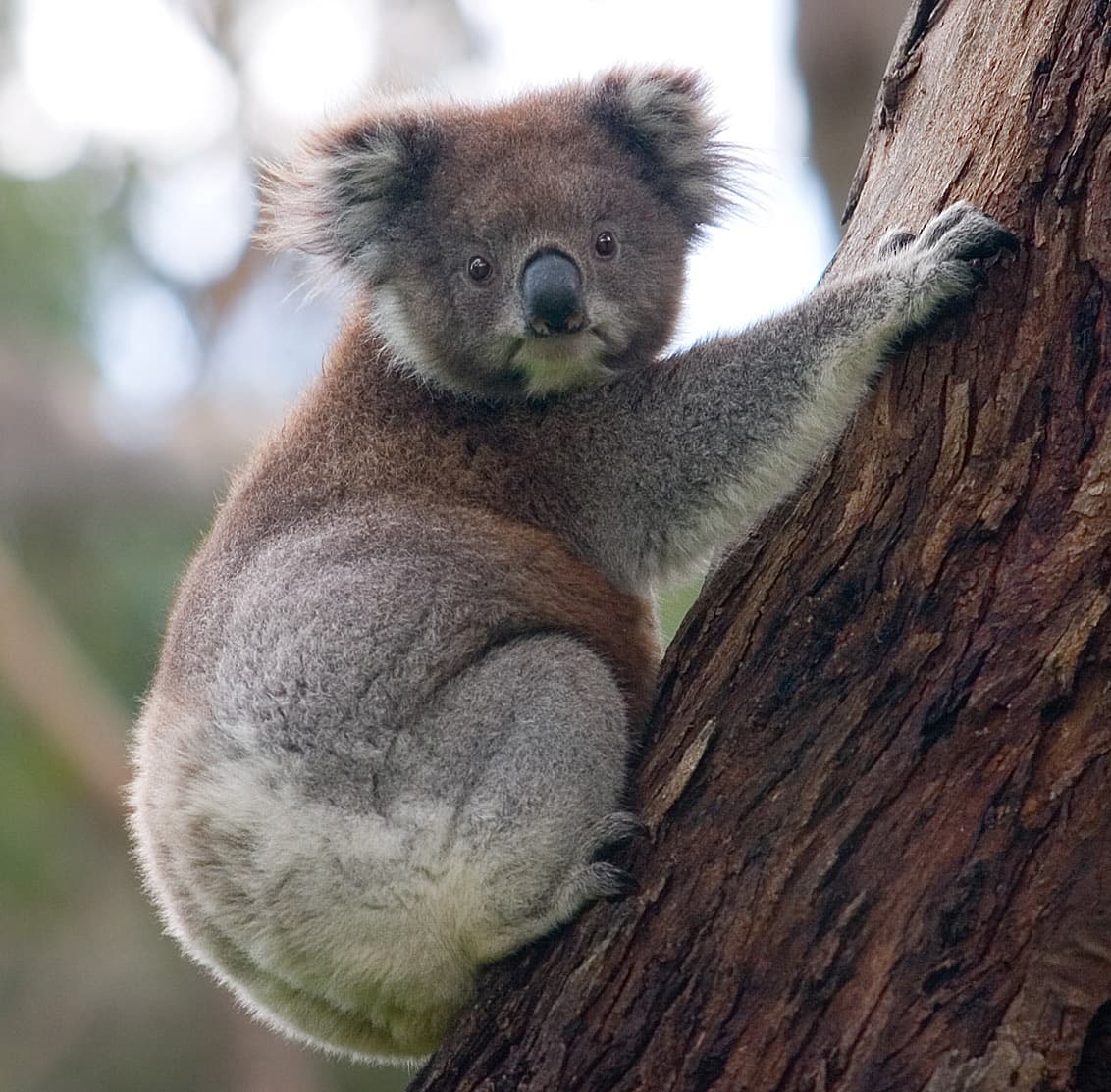 Koala climbing eucalypt tree, Australia