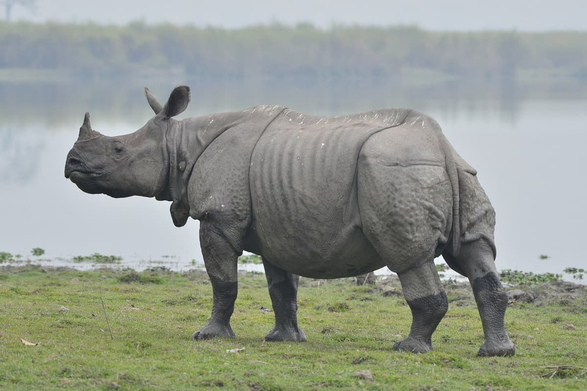 Indian rhinoceros in Kaziranga National Park