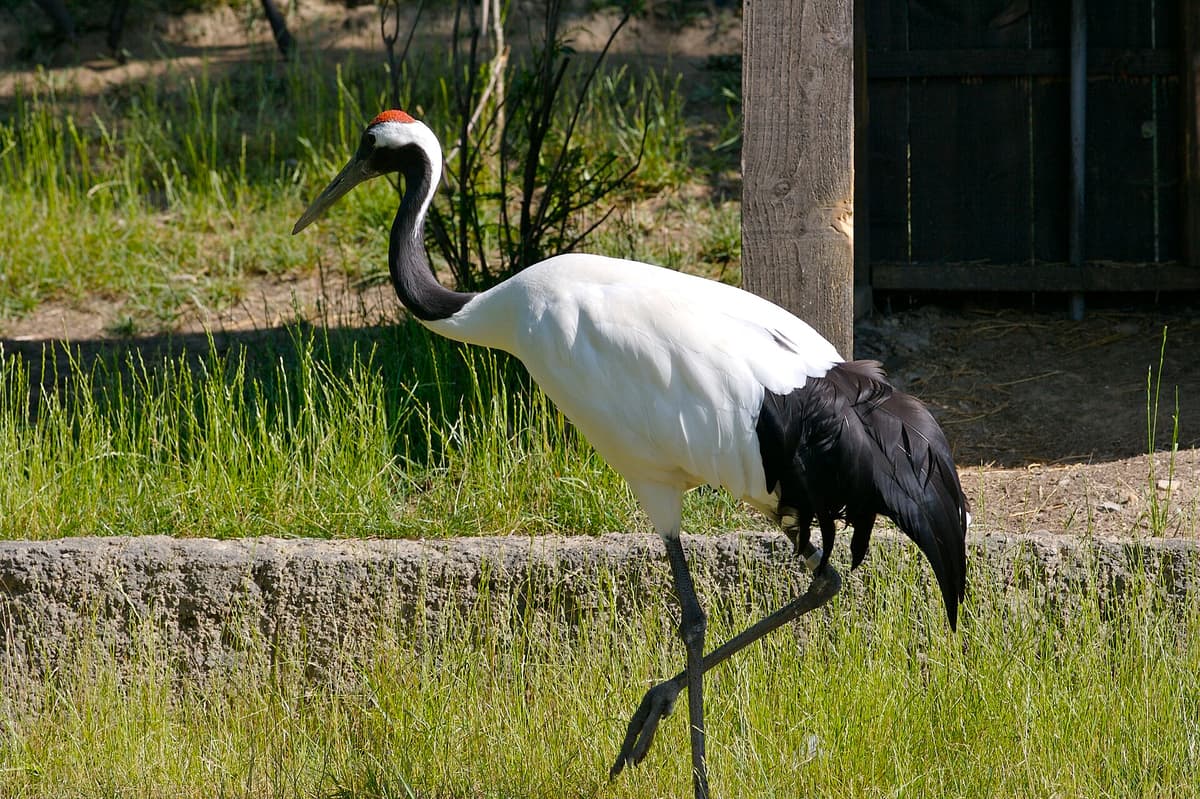 Red-crowned crane in Hokkaido wetlands, Japan