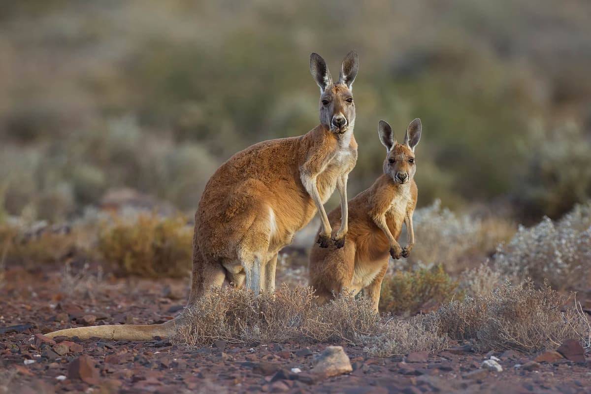 Red kangaroos at Sturt National Park, New South Wales, Australia