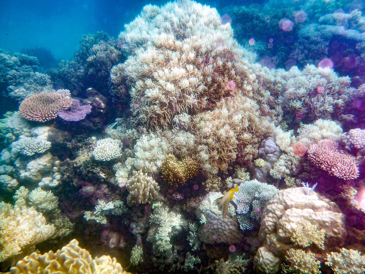 Reef-building corals on the Great Barrier Reef, Australia