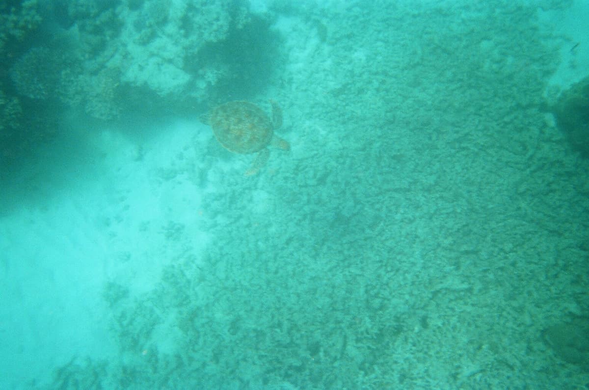 Sea turtle diving at the Great Barrier Reef, Australia