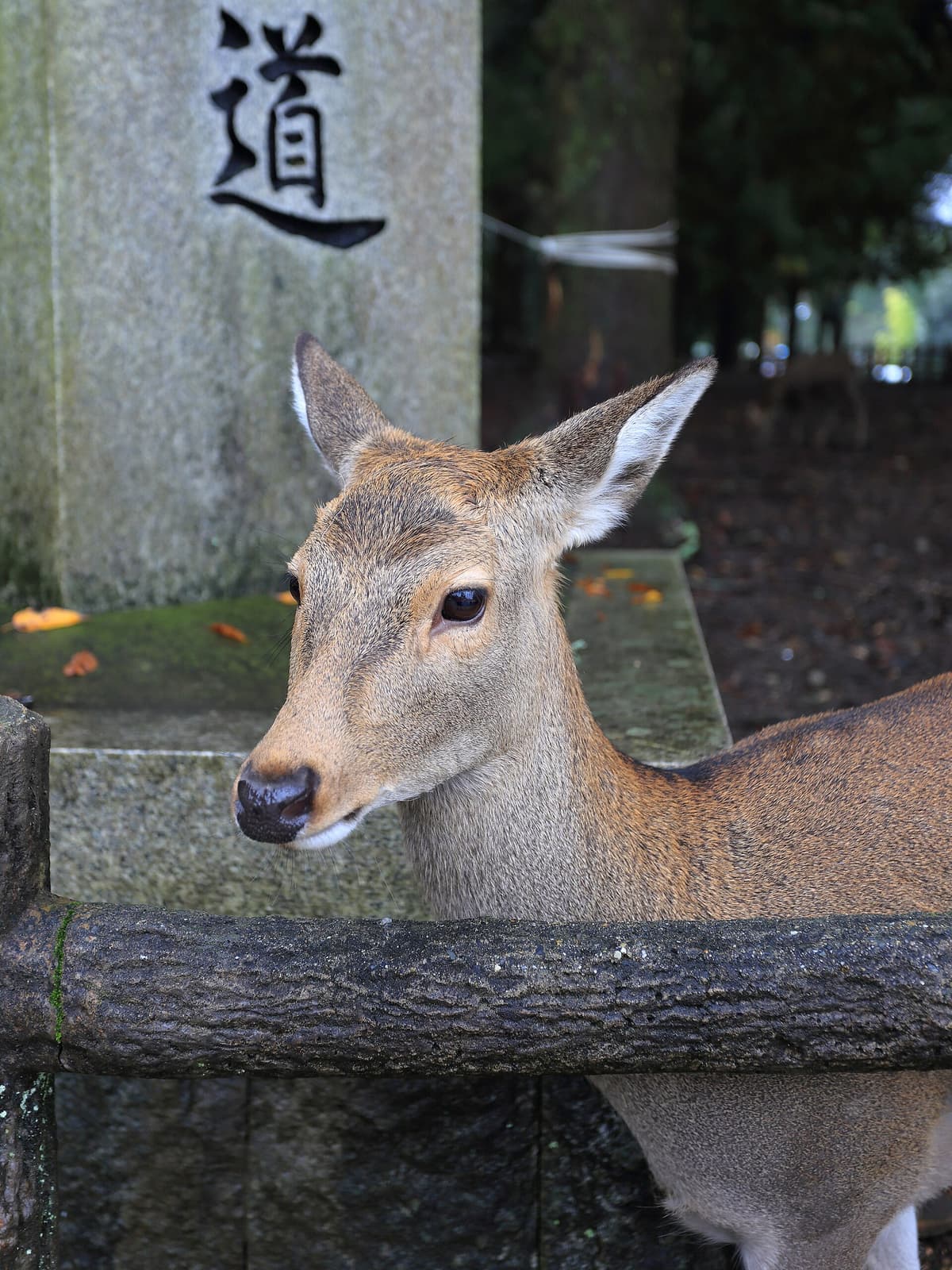 Sika deer in Nara Park, Japan