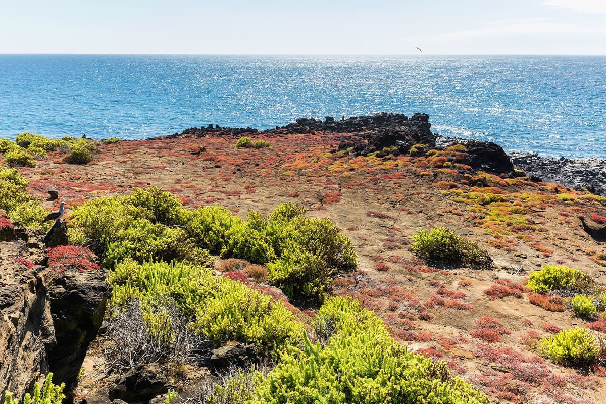 Galápagos Islands coastal landscape, Ecuador