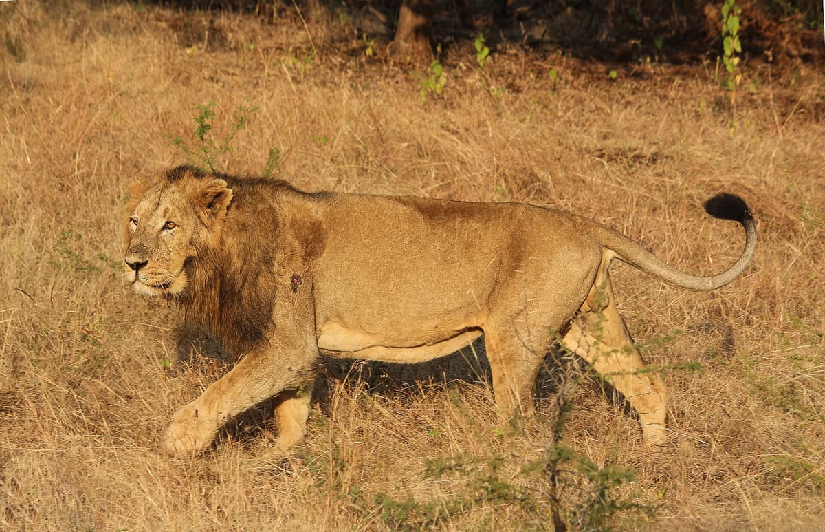 Gir National Park, India