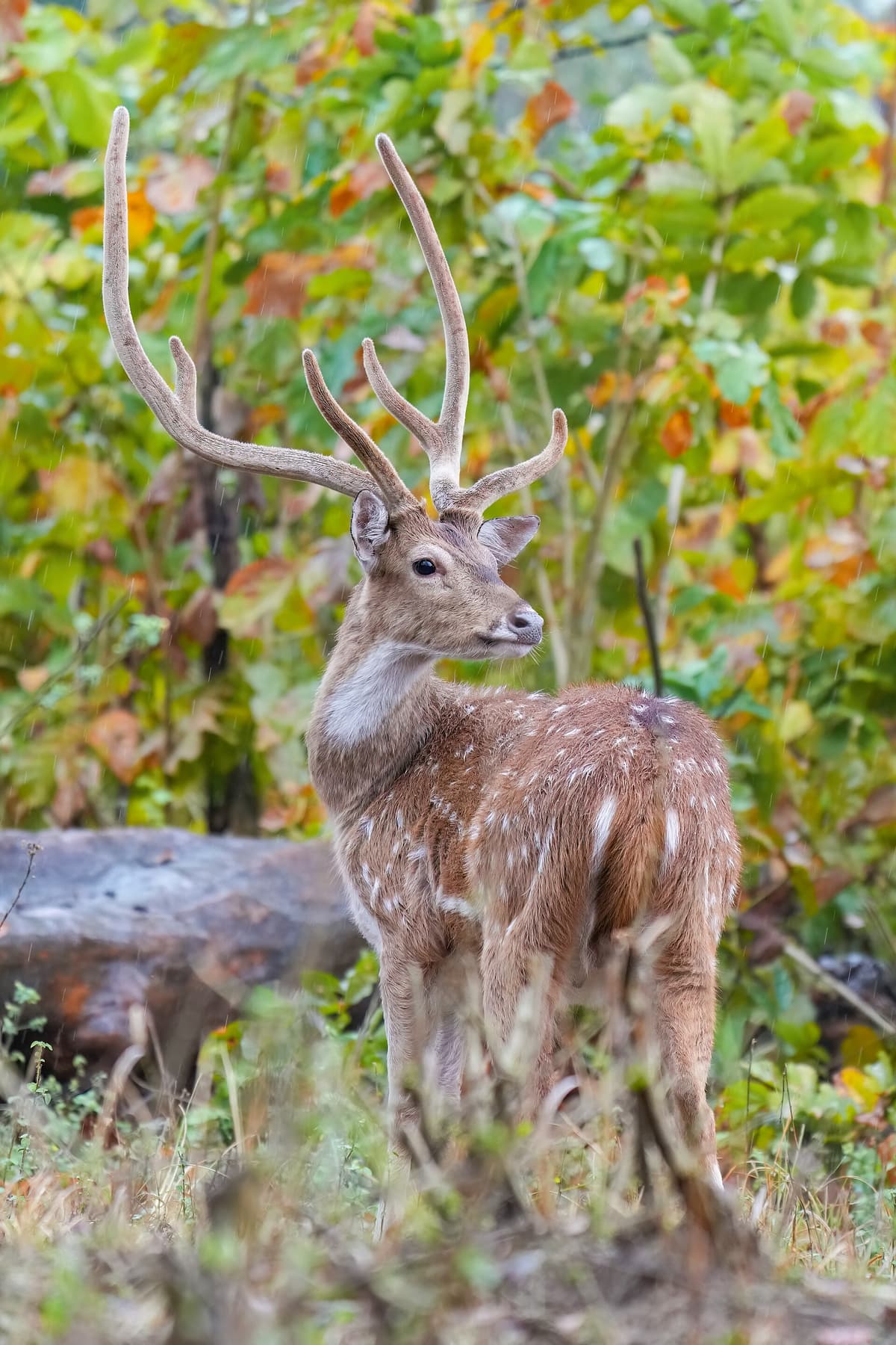 Jim Corbett National Park, India