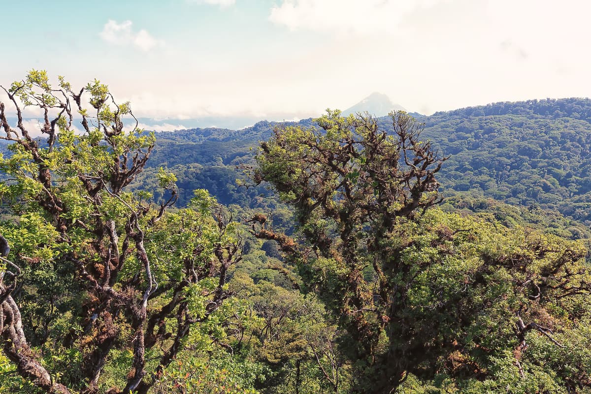 Monteverde Cloud Forest, Costa Rica