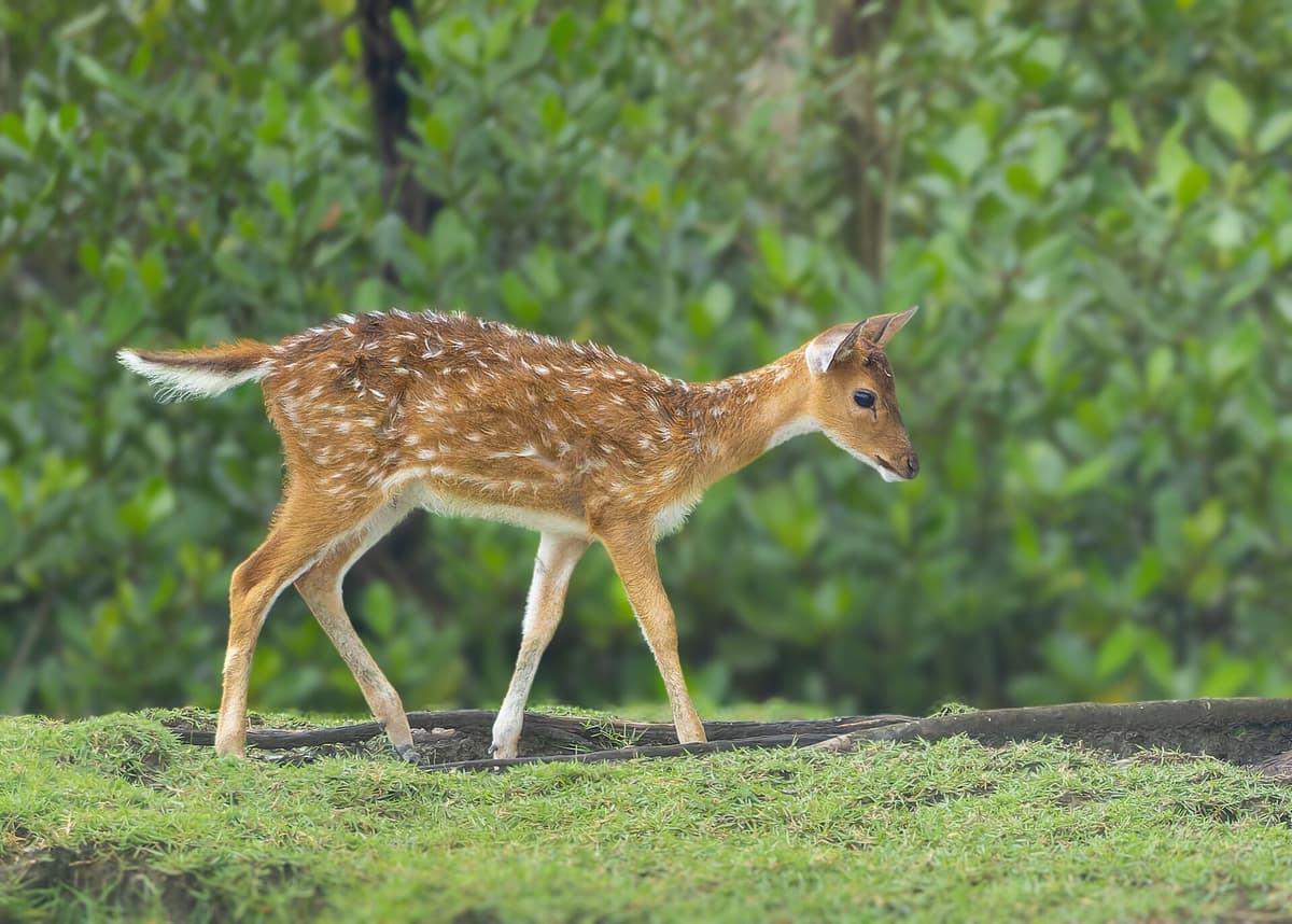 Sundarbans Mangrove Forest, Bangladesh